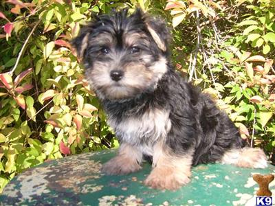 Maltese Puppies for Sale