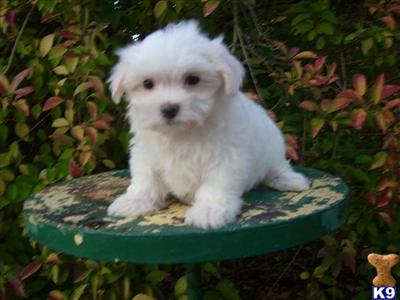 Puppies for Sale