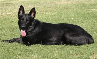 Dogs for Sale in AZ