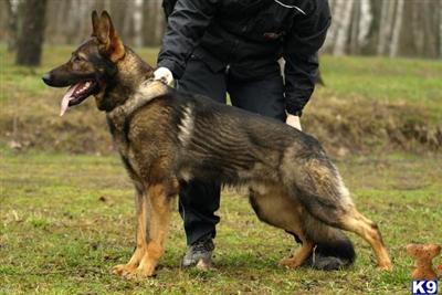 Stud Dogs - German Shepherd