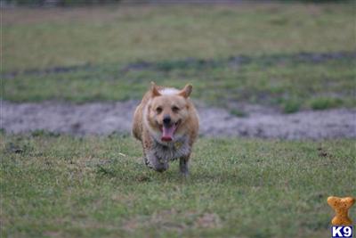 Stud Dogs - Pembroke Welsh Corgi