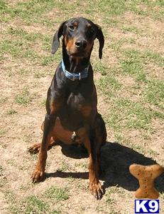 Rescue Dogs