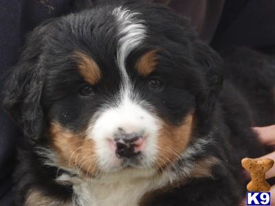 Bernese Mountain Dog Puppies for Sale