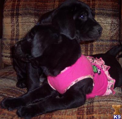 Puppies in MD
