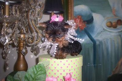 Puppies for Sale