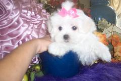 Puppies in FL