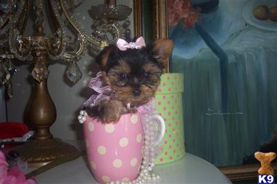 Puppies in FL