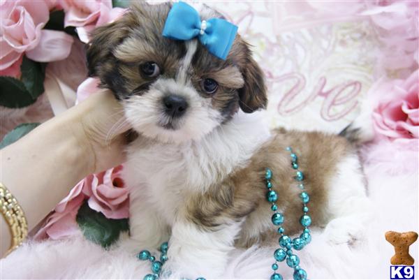 Shih+tzu+dogs+for+sale+in+floridapage