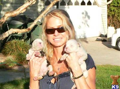 American Bulldog Puppies for Sale