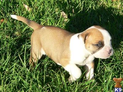 American Bulldog Puppies for Sale
