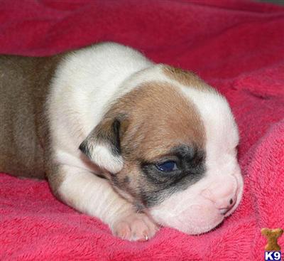 American Bulldog Puppies for Sale