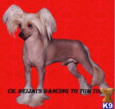 Stud Dogs - Chinese Crested