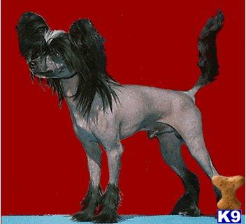 Stud Dogs - Chinese Crested