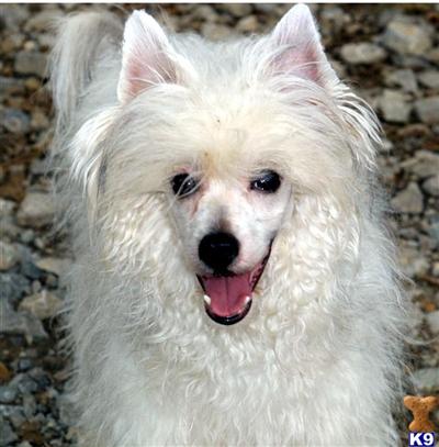 Stud Dogs - Chinese Crested