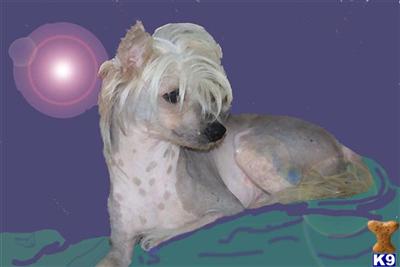 Stud Dogs - Chinese Crested