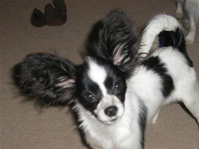 Dogs for Sale in OR