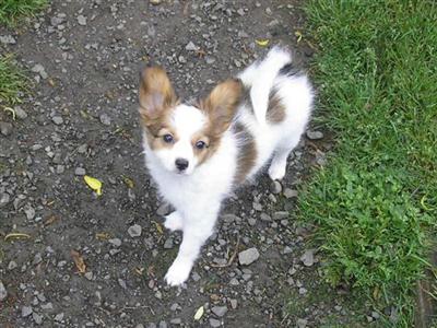 Papillon Puppies for Sale