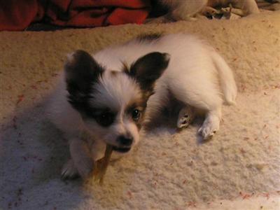 Papillon Puppies for Sale
