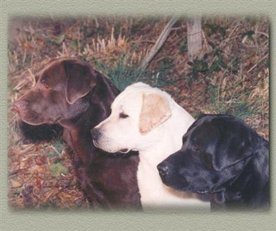 Stud Dogs - Labrador Retriever