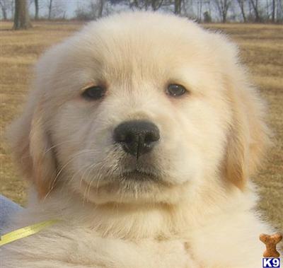 Puppies in MD