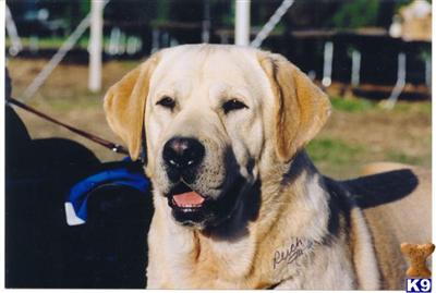 Stud Dogs in MD