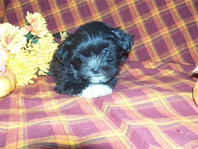 Puppies for Sale