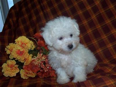 Puppies for Sale