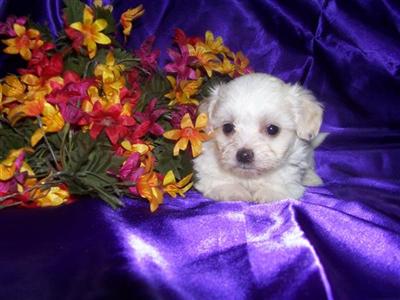 Puppies for Sale