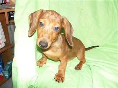 Puppies for Sale