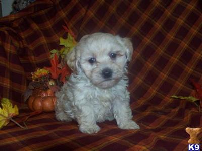 Mixed Breed Puppies for Sale