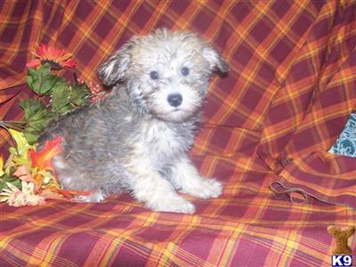 Mixed Breed Puppies for Sale