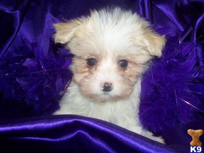 Mixed Breed Puppies for Sale