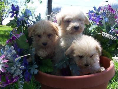 Puppies for Sale