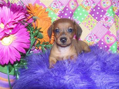 Puppies in IA