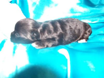 Puppies in IA