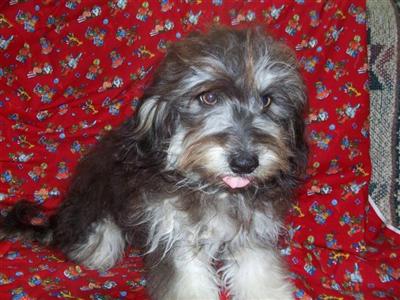 Mixed Breed Puppies for Sale