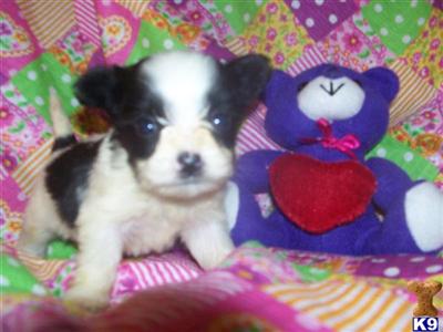 Mixed Breed Puppies for Sale