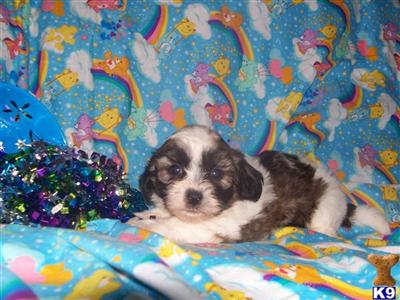 Mixed Breed Puppies for Sale