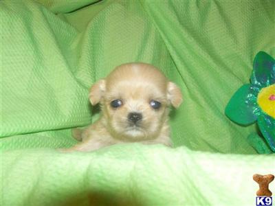 Imperial+shih+tzu+puppies+for+sale+in+iowa