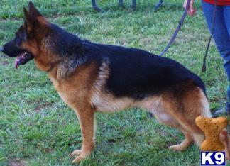 Dogs for Sale in NC
