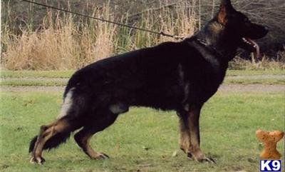 Dogs for Sale in NC