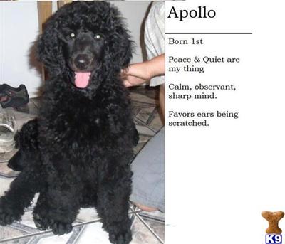 Poodle Puppies for Sale