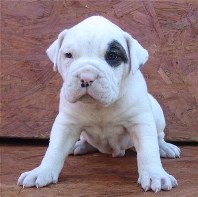 American Bulldog Puppies for Sale