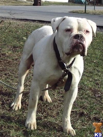 American Bulldog Puppies in OH
