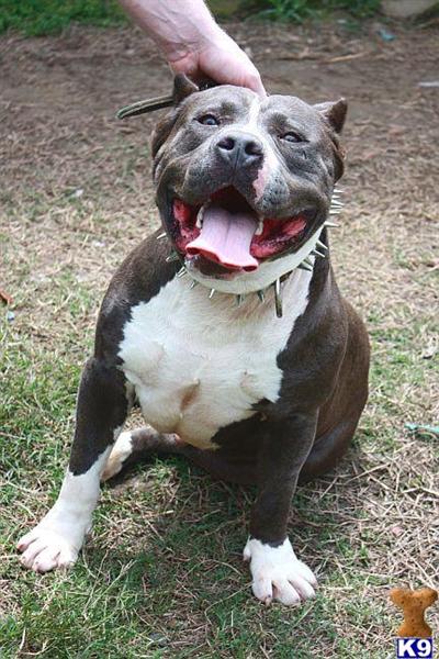 Stud Dogs in LA