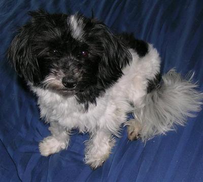 Dogs for Sale in MA