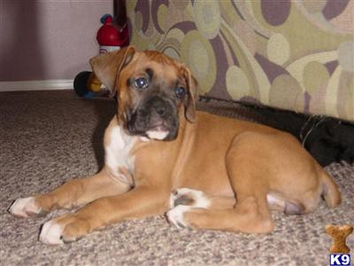 Puppies in ID