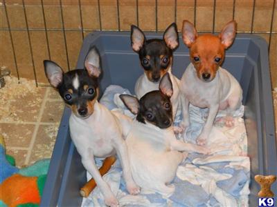 Toy Fox Terrier Puppies for Sale