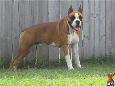 Stud Dogs in TX