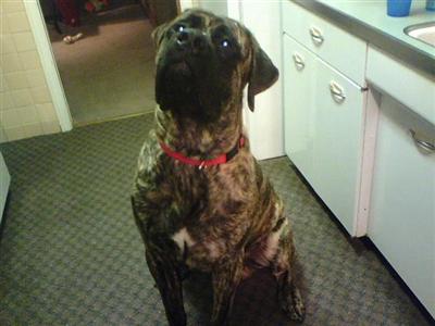 Stud Dogs - Mastiff